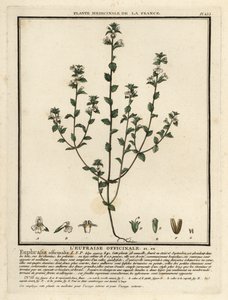 Eyebright, Euphrasia rostkoviana. de Unbekannter Künstler