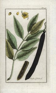 Falsa sene, falsa alfarrobeira, chuva dourada ou canéfala (Cassia fistula). Litografia de "Afbeelding der Artseny-Gewassen" de Johannes Zorn (1739-1799), Países Baixos de Unbekannter Künstler