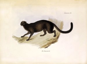 Felis Yagouarondi Jaguarondi ou eyra ou gato-lontra, felino americano descrito por Charles Darwin durante a sua expedição a bordo do Beagle. Placa de "The zoology of the voyage of H.M.S. Beagle. described by John Gould, with notice of their habits by Charl de Unbekannter Künstler