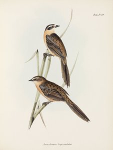 Finch, c 1832-1836 de Unbekannter Künstler