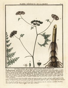 Dropwort de água de folha fina, Oenanthe aquatica. de Unbekannter Künstler