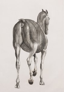 Primeira camada dissecada de um cavalo, vista traseira. de Unbekannt