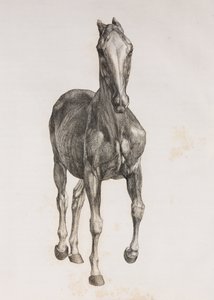 Primeira camada dissecada de um cavalo, vista frontal de Unbekannt