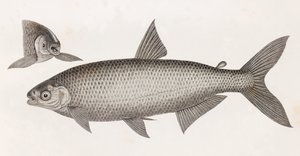 Peixe: Le Characin de Unbekannt