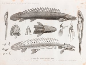 Peixe: Le Polyptere Bichir, anatomia de Unbekannt