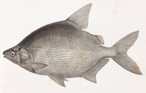 Peixe: Le Serrasalme Citharine de Unbekannt