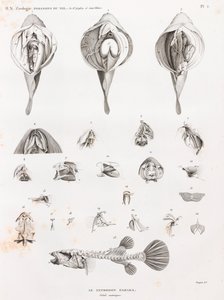 Peixe: Tetrodon, anatomia de Unbekannt