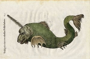 Serra de peixe (Pristis) em "Ulyssis Aldrouandi... De piscibus libri V et de cetis lib. vnus/Ioannes Cornelius Vteruerius... collegit; Marc. Antonius Bernia in lucem restituit... ", trata da história natural de Ulisse Aldrovandi (1522-1605). Bolonha de Unbekannter Künstler