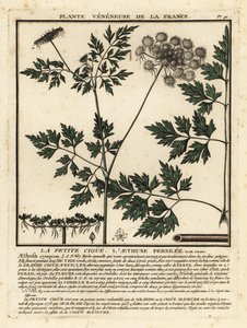 Salsa de tolo, Aethusa cynapium. de Unbekannter Künstler