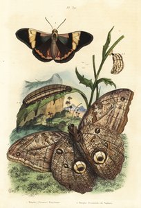 Borboleta coruja gigante da floresta, Caligo eurilochus 1 e Brassolis sophorae borboleta, pupa e lagarta 2 de Unbekannt