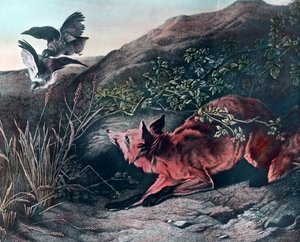 Raposa de Unbekannter Künstler