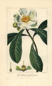 Árvore de Franklin, Franklinia alatamaha, nativa da América, extinta na natureza. Gravura a água-forte colorida à mão sobre cobre por Barrois a partir de uma ilustração botânica de Pancrace Bessa do "Herbier General de l