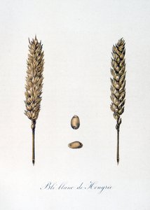 Ilustração francesa do século XIX de espigas de milho de Unbekannter Künstler
