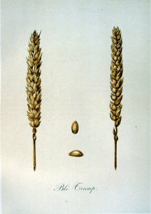 Ilustração francesa do século XIX de espigas de milho de Unbekannter Künstler