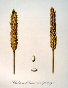 Ilustração francesa do século XIX de espigas de milho de Unbekannter Künstler