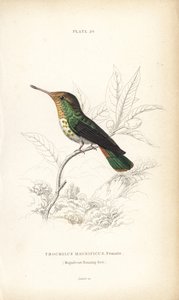 Lophornis magnificus, fêmea (Colibri magnífico, Trochilus magnificus). Gravura em metal aço colorida à mão por William Lizars da Naturalist