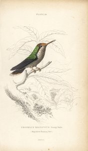 Lophornis magnificus, macho jovem (Colibri magnífico, Trochilus magnificus). Gravura em metal aço colorida à mão por William Lizars da Naturalist
