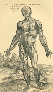 Frente do corpo humano masculino, um estudo anatômico publicado originalmente em De Humani Corporis Fabrica Libri Septem (sobre o tecido do corpo humano em sete livros) por Andreas Vesalius, publicado em Basiléia de Unknown