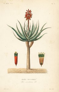 Fynbos aloe, Aloe succotrina, Aloes succotrin de Unbekannt