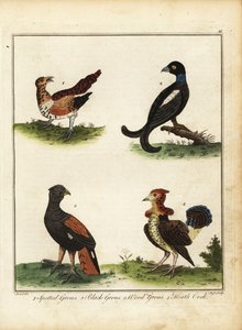 Aves de caça: tetraz manchado, tetraz preto, tetraz de madeira, caca de urze 1792 (gravura) de Unbekannter Künstler