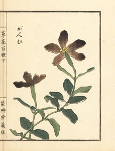 Ganpi ou mosca-da-peixe, espécie Lychnis (silene) Gravura em xilogravura colorida à mão de Kono Bairei de Kusa Bana Hyakushu (Cem variedades de flores). de Unbekannter Künstler