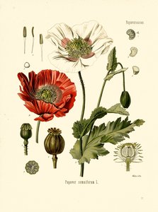 Papoila do jardim (litografia a cores) de Unbekannter Künstler
