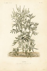 Agrião de jardim, mostarda e agrião ou pimenta, Lepidium sativum, Nasitor de Unbekannt