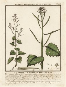 Mostarda de alho, Alliaria petiolata. de Unbekannter Künstler