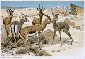 Gazelas, início do século XX (litografia) de Unbekannter Künstler