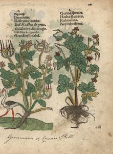 Gerânio ou bico-de-cabra, espécie de Geranium, e Erva Robert, Geranium robertianum. Gravura em xilogravura colorida à mão de uma ilustração botânica do Krauterbuch, ou Herbal, de Adam Lonicer, Frankfurt de Unbekannter Künstler