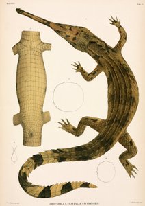 Gharial, Indonésia de Unbekannter Künstler