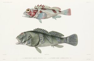 Peixe-gavião gigante e peixe-escorpião de Unbekannter Künstler