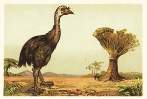Moa gigante e árvore de dragão.1908 (litografia) de Unbekannter Künstler