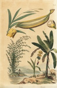 Planta espinhosa gigante de bambu, Bambusa bambus (Bambos arundinacea) e bananeira com frutos e seção transversal, Musa paradisiaca de Unbekannt