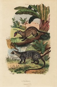 Paradoxurus zeylonensis 1 e Paradoxurus hermaphroditus 2, Paradoxurus hermaphroditus civet, Golden palm civet de Unbekannt