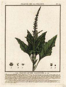 Good-King-Henry, Chenopodium bonus-henricus. de Unbekannter Künstler