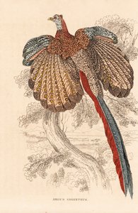 Grande faisão argus, Argusianus argus (Argus giganteus). Litografia colorida à mão da Galeria de História Natural de Georg Friedrich Treitschke, Naturhistorischer Bildersaal des Thierreiches, Liepzig de Unbekannter Künstler