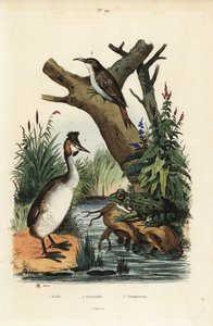 Grande mergulhão cristalizado, Podiceps cristatus 1, sapo verde, Pelophylax esculentus 2, e Treecreeper eurasiático, Certhia familiaris 3 de Unbekannt