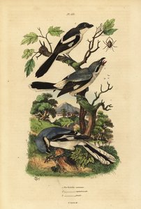Great grey shrike, Lanius excubitoroides, Lanius excubitoroides, e fiscal shrike, Lanius collaris Pie Grieche commune, septentrionale, fiscal de Unbekannt