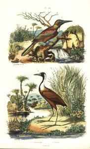 Grande jacamar, Jacamerops aureus, e jacana do norte, Jacana spinosa de Unbekannt