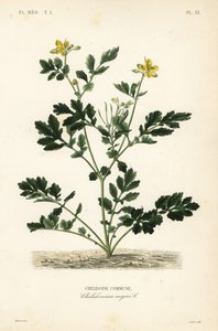 Grande celandina, Chelidonium majus, comuna de Chelidoine de Unbekannt