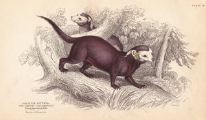 Grão-de-bico-grande, Gallictis vittata. Gravura em metal aço colorida à mão por Lizars a partir de uma ilustração de Charles Hamilton Smith da Naturalist