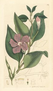 Vinca major (grande periwinkle) Gravura em chapa de cobre colorida à mão, segundo um desenho de James Sowerby para o livro English Botany de James Smith de Unbekannter Künstler