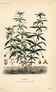Greenviolet ou flor jubarte, Hybanthus calceolaria, Pombalia ipecacuanha, Pombalie de Unbekannt