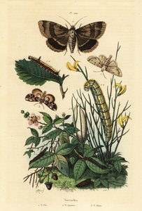 Traça da adaga cinzenta e larva, Acronicta psi 1, Traça do espectro Apopestes e larva 2, Traça da flor de pêssego e lagarta, Thyatira batis 3 de Unbekannt