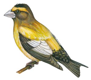 Gros bec errant - Grosbeak noturno (Coccothraustes vespertinus) de Unbekannter Künstler