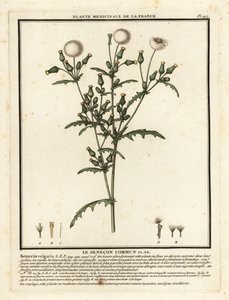 Groundsel, Senecio vulgaris. de Unbekannter Künstler