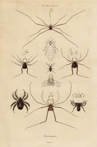 Colhedores, colhedores ou papai de pernas longas, espécies Opiliones de Unbekannt