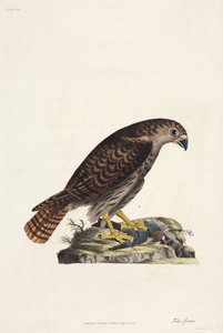 Falcão de Unbekannter Künstler