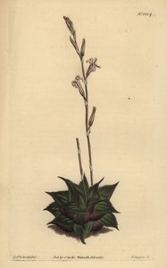 Haworthia mirabilis (Almofada de folhas ásperas aloe, Aloe mirabilis) de Unbekannt